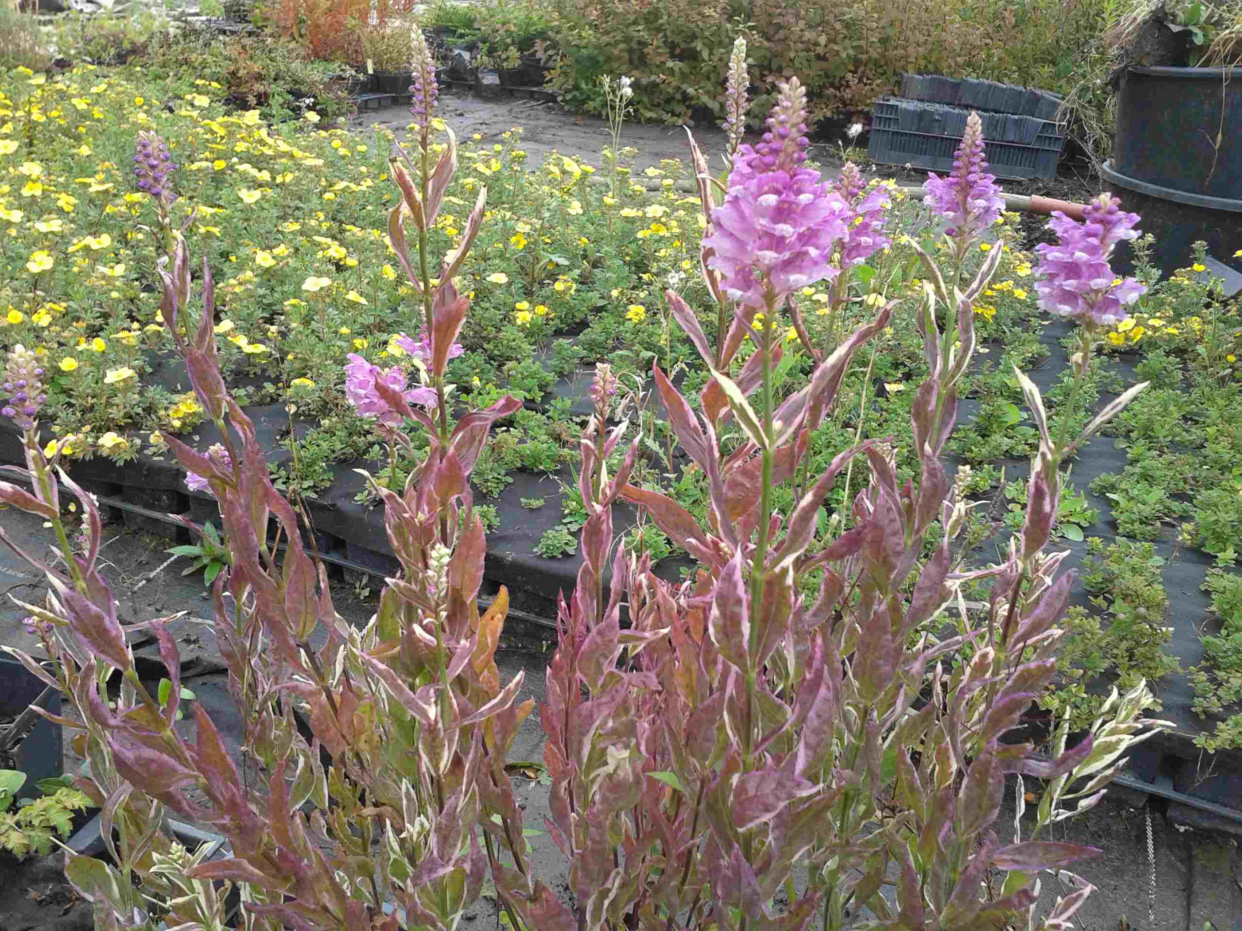 Physostegia variegata.jpg